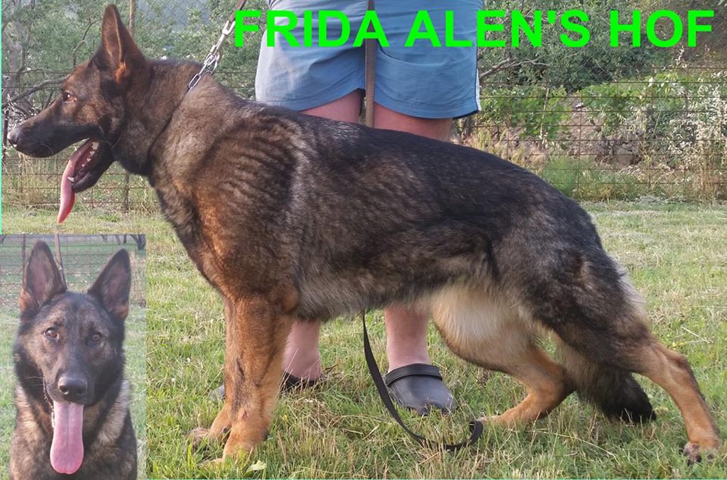 FRIDA ALENS HOF, Dog Trainer Croatia