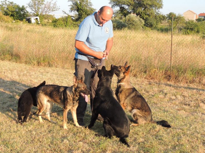 Školovanje, Dog Trainer Croatia